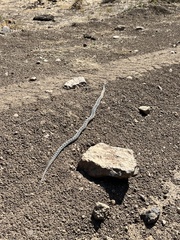 Pituophis catenifer deserticola