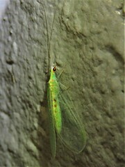 Chrysopa quadripunctata