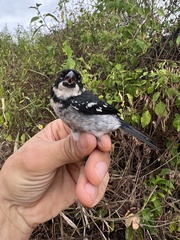 Sporophila americana