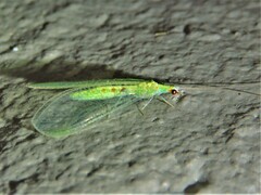 Chrysopa quadripunctata