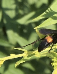 Anoplius semicinctus