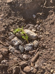 Caryophyllales
