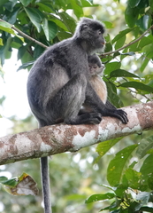 Trachypithecus cristatus