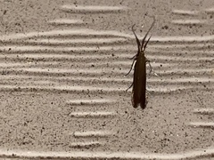Coleophora mayrella