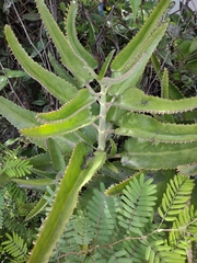 Bryophyllum