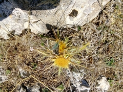 Muschampia alta