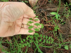 Phyllanthus caroliniensis