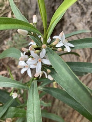 Philotheca myoporoides