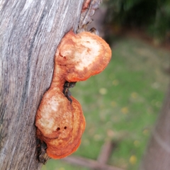 Trametes cinnabarina
