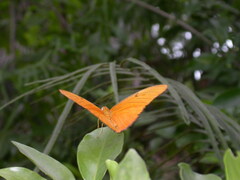 Dryas iulia