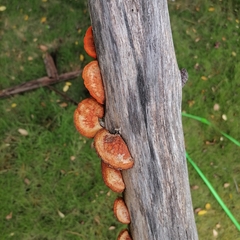 Trametes cinnabarina