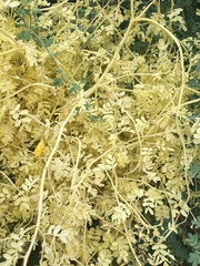 Parkinsonia florida