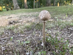 Macrolepiota