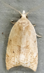 Coelostathma discopunctana