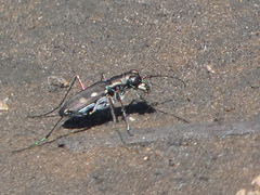 Cicindela ocellata