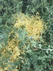 Parkinsonia florida