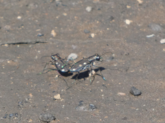 Cicindela ocellata