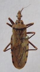Panstrongylus geniculatus