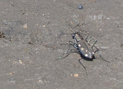 Cicindela ocellata