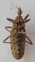 Panstrongylus geniculatus