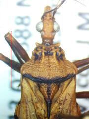 Panstrongylus geniculatus