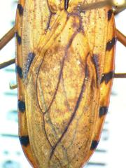Panstrongylus geniculatus