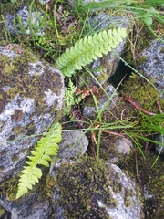 Polystichum lonchitis
