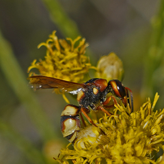 Euodynerus hidalgo
