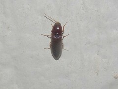 Horistonotus simplex