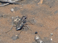 Cicindela ocellata