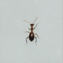 Acanthinus argentinus