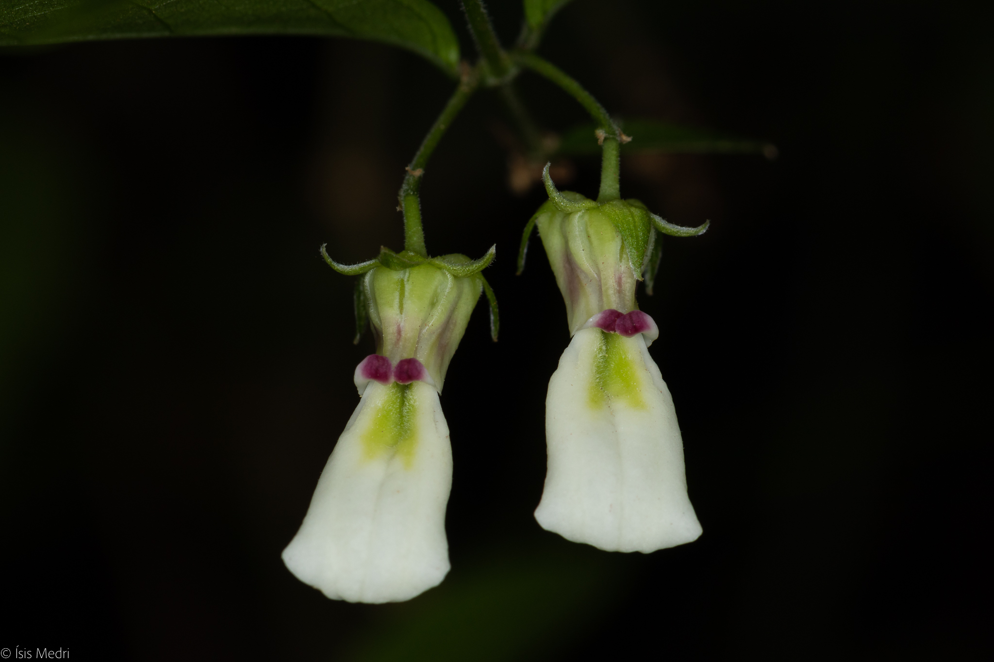 Pombalia bigibbosa