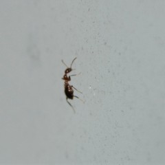 Acanthinus argentinus