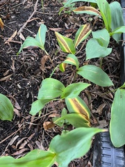 Convallaria