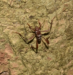 Neoclytus augusti