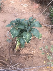 Datura