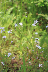 Lithophragma parviflorum parviflorum
