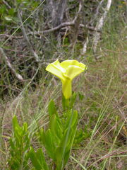 Pentalinon luteum