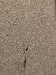 Leiobunum
