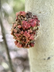 Aceria parapopuli