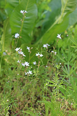 Lithophragma parviflorum parviflorum