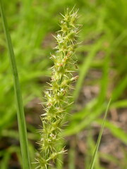 Cenchrus spinifex