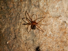 Loxosceles yucatana