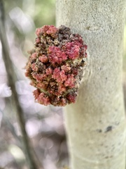 Aceria parapopuli