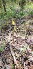 Caladenia atrovespa