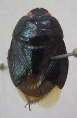 Cydnidae