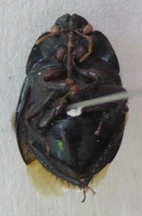 Cydnidae