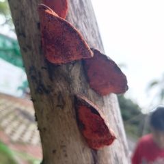 Trametes cinnabarina