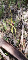Caladenia atrovespa
