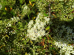 Pyracantha